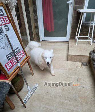 jual-samoyed-jantan-yuki-EMGCJWVV7Q
