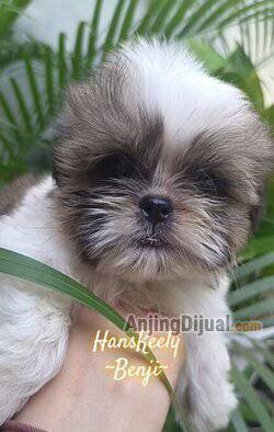 jual-mini-shihtzu-murah-8OY48BY5V5