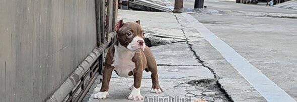 jual-exotic-bully-female-choco-white-U5TPUXEV5Y