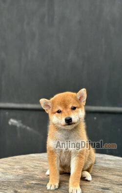 for-sale-3-female--1-male-red-shiba-inu-JJSRDZD9K8