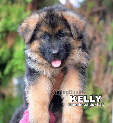 jual-herder-puppies-anak-import-termurah--NJ7RRFL9WK