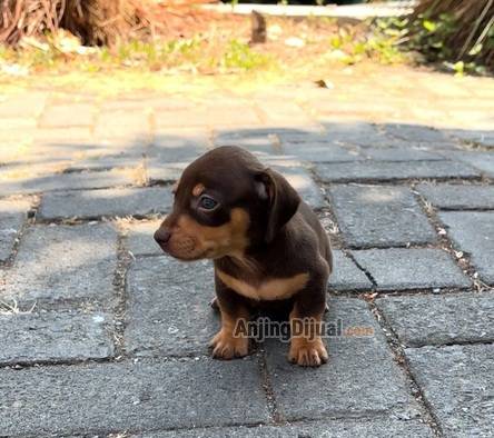 jual-puppy-tekel-betina-brown-tan-EFXM2WVWWO