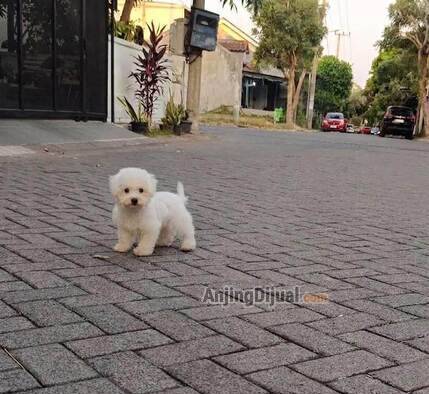 jual-mini-bichon-frise-jantan-anak-import-korea-210GY0T354