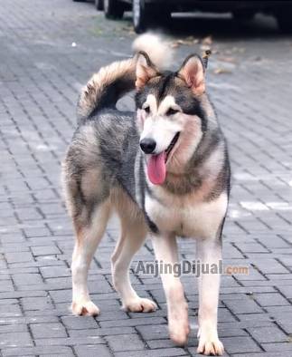 jual-calon-indukan-alaskan-malamute-bl-ina-ch-import-show-quality-5G1A8DKS91