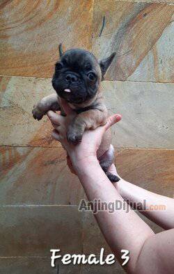 available-female-french-bulldog-EEA50FXOZZ