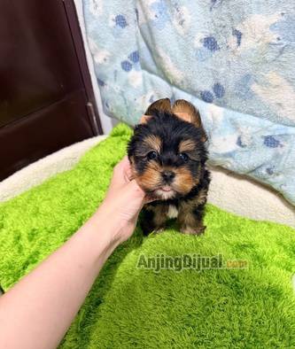 jual-yorkshire-imut-kecil-lucu-ZCX9836BT3