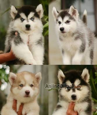 jual-anakan-siberian-husky-longhair-TMQTTCKKK3