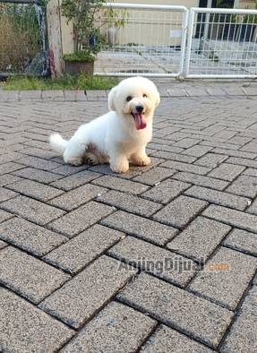 jual-mini-bichon-frise-jantan-cucu-import-korea-QSUCPCH3WB