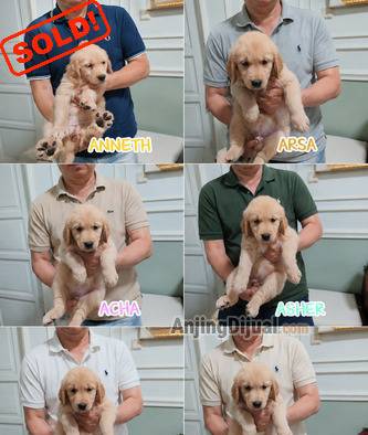 jual-puppies-golden-retriever-big-bone-stb-E364TPO5X9