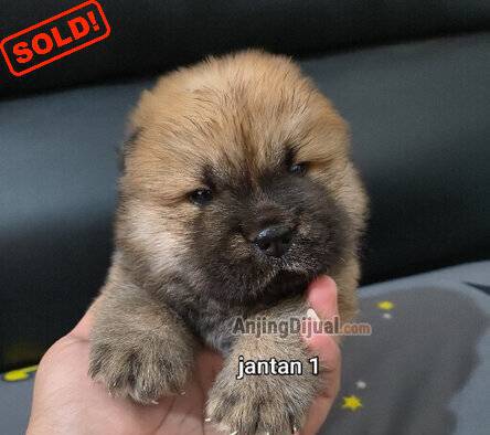 jual-chow-chow-big-bone-pesek-0M5S7X9OO5