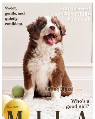 jual-mini-aussie-champion-puppies-1J5PGHT4IJ