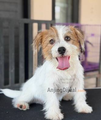 jual-jack-russel-rough-coat-jantan-puppy-Y6LOSSGLNE