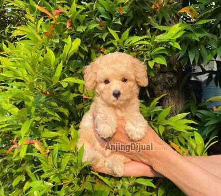 ready-poodle-betina-F7VCUJPA2F