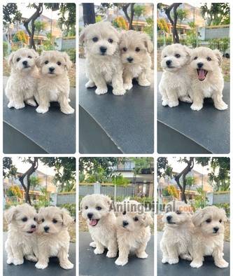 jual-tiny-maltipoo-kualitas-bagus-FKKT5BIDP6