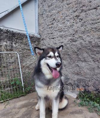 jual-alaskan-malamute-betina-calon-indukan-05BKVZE2M2