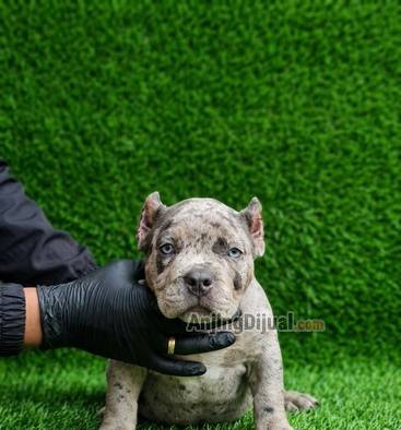 jual-american-bully-puppies-merle-exotic-UX0CQPENVE