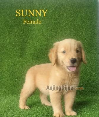 puppy-golden-retriever-3-jantan--2-betina-bloodline-champion-big-bone-YCBKCAWFPZ