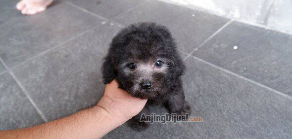 for-sale--poodle-light-silver-jantan-super-cute-mungil-P526UOF4HZ
