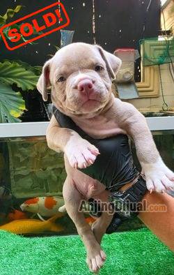 jual-pocket-bully-puppy-male-lilac-blue-eyes-RO5NZD1FK8