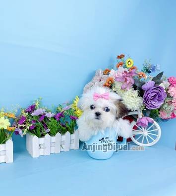 jual-teacup-shihtzhu-female-super-kecil-super-cute-face-good-karakter-baik-dan-manja-3UN89G2DUL