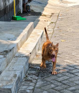 jual-pitbull-jantan-name-punk-3IQYX9AWP3
