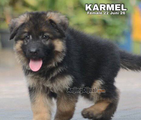 jual-herder-puppies-longhair-termurah--34EFZUDC64