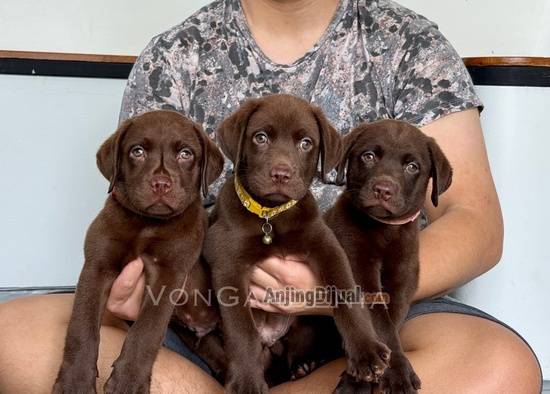 jual-choco-labrador-puppies-2B1OR4P7JM