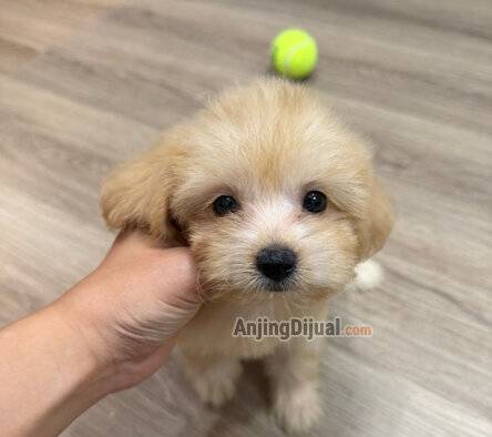 jual-maltipoo-female-cute-face-SZDKT6BHNX