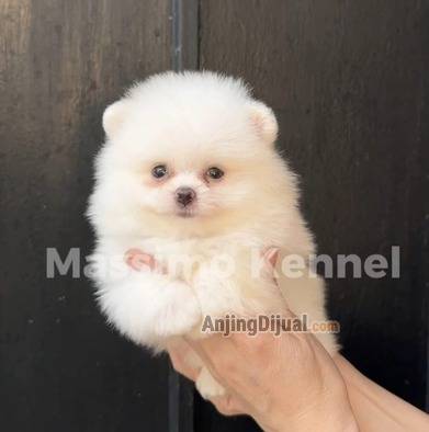 pomeranian-puppies-for-sale-37661JOPSX