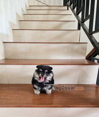 jual-supermini-pom-rare-termurah--7OM6H5ZY22