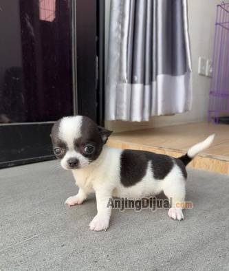 jual-tea-cup-size-chihuahua-BNKVRX1DR9