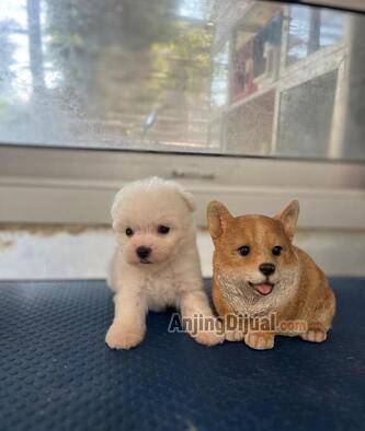 jual-bichon-betina-reallll-teacup-DMZ3U99XA5