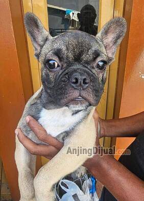 jual-anakan-french-bulldog-betina-N8WI1RG0TI