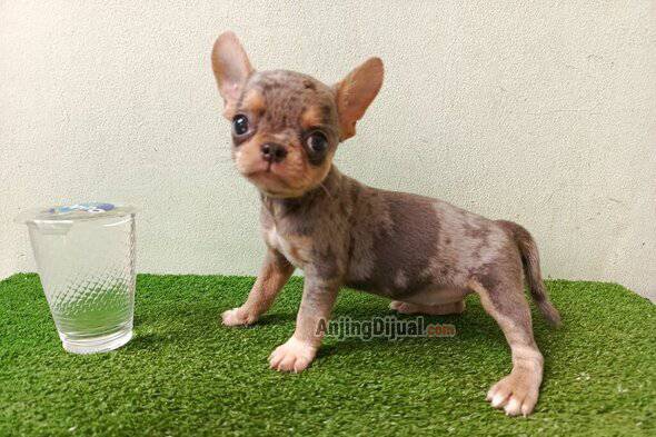 jual-chihuahua-blue-merle-cakep-berkwalitas-77BH8EPZCZ