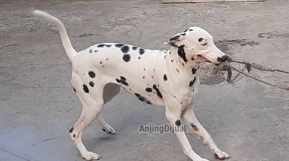 dalmatian-remaja-betina-SXZ9HISO2P