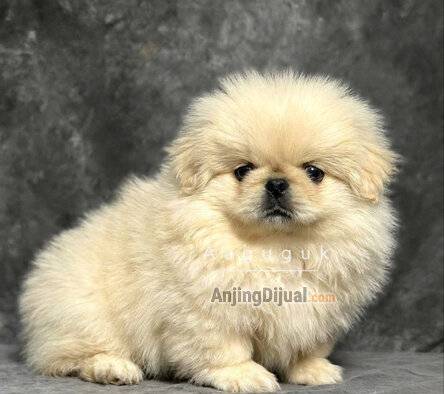 jual-puppy-pekingese-jantan-FR138YPDC6