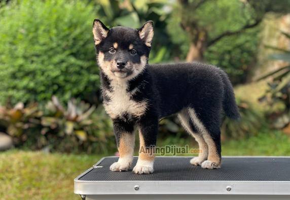 for-sale-puppy-female-black-tan-shiba-inu-KWVYS58JQK