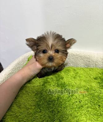 jual-micro-terrier-yorkshire-terrier-71WHQ2SACV