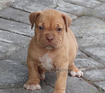 jual-premium-pitbull-betina-name-chichi-4P55L2I7GW