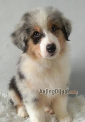 jual-australian-shepherd-anak-import-prancis-champion-QT6O1P0DAQ