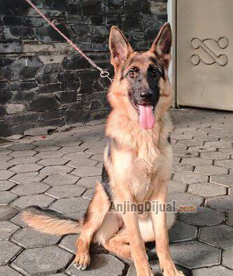 jual-anakan-herder-gsd-betina-stambum-microchip-I1IOXF4GE1