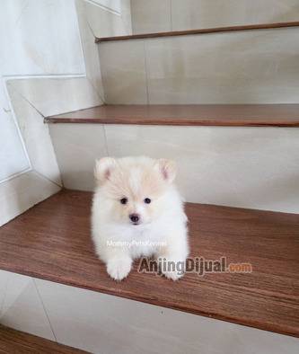 jual-pomeranian-termurah--7UVC9HKPRP