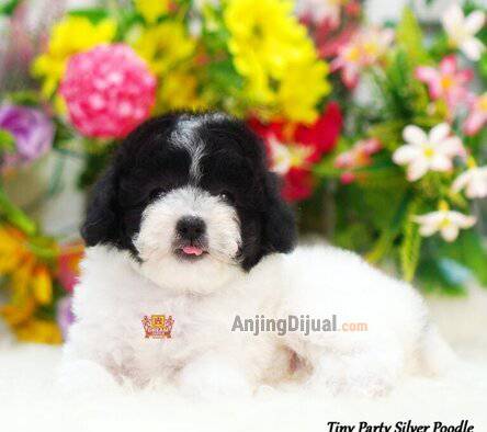 -for-sale-1-baby-tiny-silver-poodle-super-cute--super-high-quality--GOJIO1Z1P6