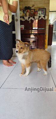 jual-sheltie-bi-factor-sable-dan-black-white-GI55YMLC03