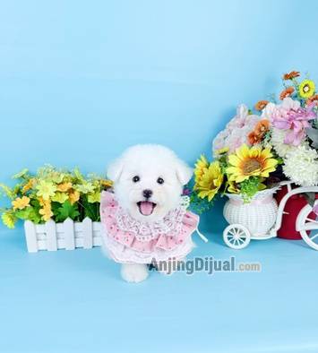 jual-female-korean-mini-bichon-super-cute-face-bloodline-import-best-quality-V8R858DHEY