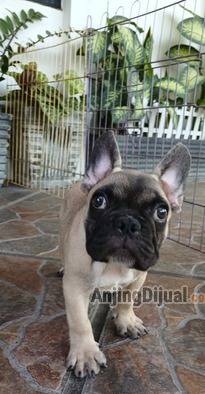 jual-anakan-french-bulldog-jantan-PRPE5TB07N