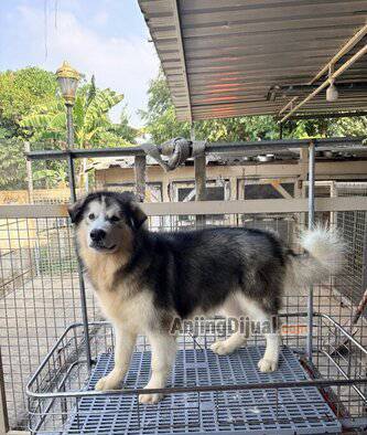 jual-alaskan-malamute-remaja-jantan-bloodline-dreamcastle-n-hercules-5KCM0QSXI2