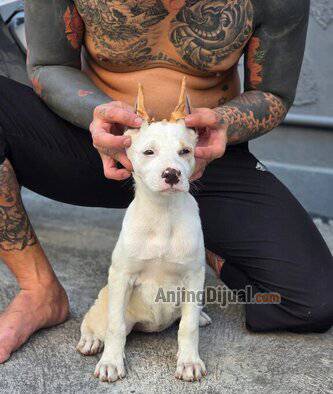 jual-jackpot-guys-doberman-female-creamino-colour-europe-MD4RIWUJA4