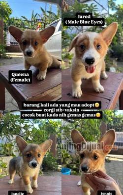 jual-pembroke-welsh-corgi-QXF3C8EKM5