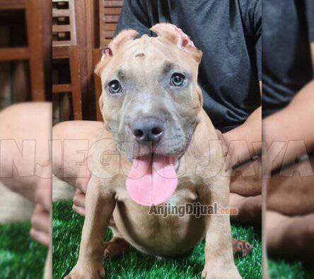 jual-american-bully-jantan-JE27HXIHSK